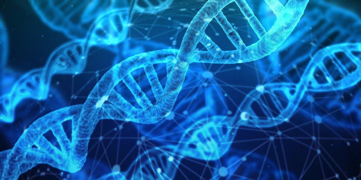Anti Aging and Telomeres - Fawcett Mattress