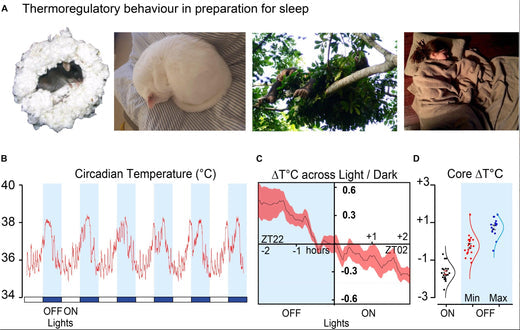 Your Bedding Microclimate - Fawcett Mattress